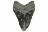 Fossil Megalodon Tooth - South Carolina #264546-2